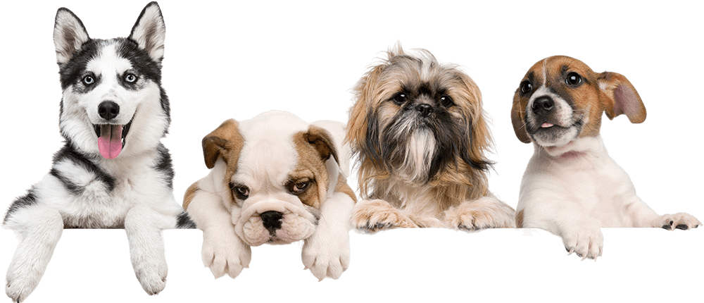 4-cute-pups