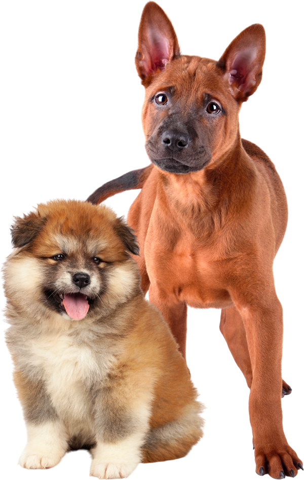 cutepups