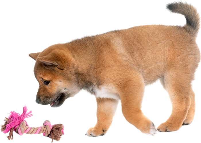 shiba