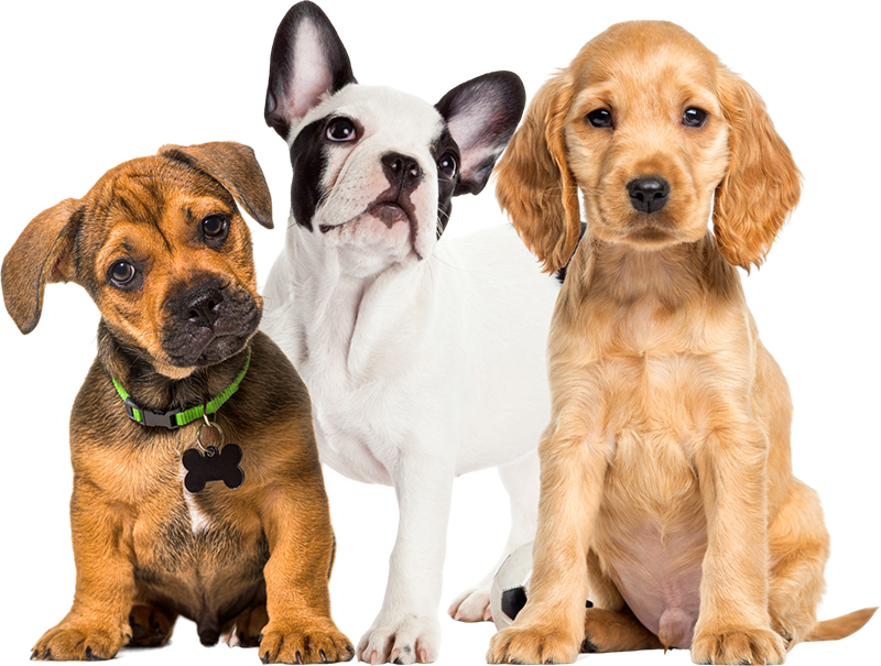 three-pups
